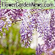Glyzinie Sinensis, chinesische Glyzinie, wohlriechende Rebe, wohlriechender Strauch, purpurrote Blumen, Lavendel-Blumen