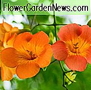 Campsis Grandiflora, chinesischer Trompeten-Strampler, orange Reben, Mittelmeerreben, orange Blumen