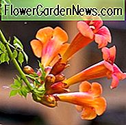 Campsis Radicans, Trompete, Trompete Kletterpflanze, Trompete Creeper, Trompete Geißblatt, Virginische Trompete Blume, Orange Reben, Mediterrane Reben, Orange Blumen