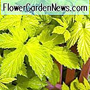 Humulus Lupulus 'Aureus', Gemeiner Hopfen, Goldener Hopfen, Kletterreben, Goldene Rebe