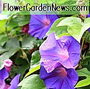 Ipomoea Purpurea, Morning Glory, gemeinsame Morning Glory, hohe Morning Glory, Convolvulus Purpureus, blaue Blüten, lila Blüten