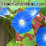 Ipomoea Tricolor Himmlisches Blau, Morning Glory 'Himmlisches Blau', Grannyvine 'Himmlisches Blau', Ipomoea rubrocoerulea, Einjährige Rebe, Blaue Blumen,