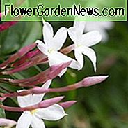 Jasminum Officinale, gemeiner Jasmin, Dichter Jasmin, gewöhnlicher weißer Jasmin, Jessamine, Dichter Jessamine, Sommer-Jasmin, echter Jasmin, duftender Weinstock, duftender Strauch, weiße Blüten