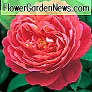 Rosa Benjamin Britten, Rose Benjamin Britten, englische Rose Benjamin Britten, David Austin Rose Benjamin Britten, duftende Rosen., Strauchrosen, rote Rosen, Kletterrosen, Rosensträucher, Gartenrosen