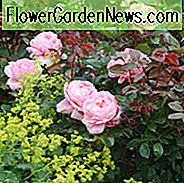 Rose Bruder Cadfael, Rosa Bruder Cadfael, David Austin Rose, englische Rosen, Strauchrosen, rosa Rosen, Kletterrosen, duftende Rosen
