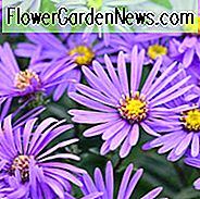 Aster Amellus 'King George', italienische Aster 'King George', italienische Sternblume 'King George', Michaelis Daisy 'King George', Herbst Aster 'King George', Herbst Stauden, Herbst Blumen, Aster King Georges, lila Blüten,