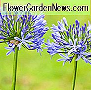 Agapanthus, Lilie des Nils, afrikanische Lilie, blaue Blume, purpurrote Blume, Agapanthus Africanus, Agapanthus Donau, Agapanthus Umbellatum