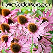 Echinacea Purpurea 'Rubinglow', Sonnenhut 'Rubinglow', Echinacea 'Rubinglow', Sonnenhut, Echinacea, Echinacea Purpurea, Sonnenhut, Rosa Echinacea
