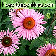 Coneflower-Rubin-Riese, Echinacea-Rubin-Riese, Purpur-Sonnenhut 'Rubin-Riese', Purpur-Sonnenhut, Purpur-Echinacea, Echinacea-Purpurea, preisgekrönter Sonnenhut