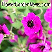 Geranie 'Ann Folkard', Hardy Geranie Ann Folkard, Cranesbill 'Ann Folkard', Beste Geranien, Best Border Geranie, lila Geranie, violette Geranie