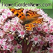 Sedum 'Matrona', Sedum Telephium 'Matrona', Millennium-Pflanze, Mauerpfeffer 'Matrona', Hylotelephium 'Matrona'