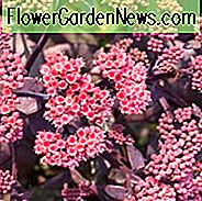 Sedum 'Karfunkelstein', Sedum Telephium 'Karfunkelstein', Steinpfeffer 'Karfunkelstein', Orpine 'Karfunkelstein', Lila Orpine 'Karfunkelstein'