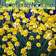 Goldener Margerite, Goldene Kamille, Oxeye Kamille, Färber Kamille, Dürre tolerant Stauden, Gelbe mehrjährige Blüten, Anthemis Sauce Hollandaise, Anthemis E. C. Buxton, Anthemis Kelwayii