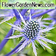 Eryngium Planum Informationen, Blue Eryngo Informationen, Flat Sea Holly Informationen, Eryngium Blue Glitter, Eryngium Blue Hobbit, Eryngium Jade Frost, trockene Böden Pflanzen, sandigen Böden Pflanzen, blaue Blüten, blaue Stauden
