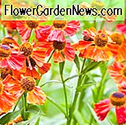 Helenium Autumnale, Gewöhnliche Sonnenbraut, Falsche Sonnenblume, Helen Blume, Gelber Stern, Spätsommer Staude, Herbst Staude, Helenium Moerheim Schönheit, Helenium Sahin Frühblüher, Helenium Waldtraut, Orangenblüten,