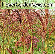 Miscanthus Sinensis 'Malepartus', Jungferngras 'Malepartus', Eulalia 'Malepartus', Chinesisches Silbergras 'Malepartus', Japanisches Silbergras 'Malepartus', pflegeleichte GrÀser, pflegeleichte Pflanzen