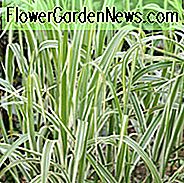 Miscanthus Sinensis var. condensatus 'Cosmopolitan', Maiden Grass 'Cosmopolitan', Eulalia 'Cosmopolitan', Chinesisches Silbergras 'Cosmopolitan', Japanisches Silbergras 'Cosmopolitan', buntgrasiges Ziergras, pflegeleichtes Ziergras