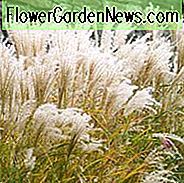 Miscanthus Sinensis 'Kleine Fontane', Jungflieder 'Kleine Fontane', Eulalia 'Kleine Fontane', Chinesisches Silbergras 'Kleine Fontane', Japanisches Silbergras 'Kleine Fontane', Pflegeleichte GrÀser, Geringer Pflegeaufwand
