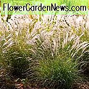 Miscanthus Sinensis 'Little Kitten', Maidengras 'Little Kitten', Eulalia 'Little Kitten', Chinesisches Silbergras 'Little Kitten', Japanisches Silbergras 'Little Kitten'