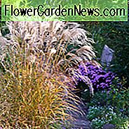 Miscanthus Sinensis 'Flamingo', Jungfernflamingo ', Eulalia' Flamingo ', chinesisches Silbergras' Flamingo ', japanisches Silbergras' Flamingo ', pflegeleichte GrÀser, pflegeleichte Pflanzen