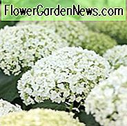 Hortensie Arborescens Incrediball, glatte Hortensie Incrediball, Hortensie Incrediball, weiße Hortensie, beste Hortensien
