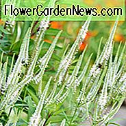 Veronicastrum Virginicum 'Diane', Culver's Root 'Diane', Veronica Virginica 'Diane', Veronicastrum Virginicum 'Diana', Culver's Root 'Diana', Veronica Virginica 'Diana', Hvide blomster