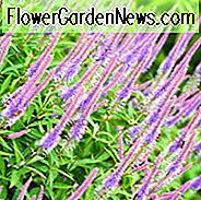 Veronicastrum Virginicum 'fascination', Culver's Root 'fascination' ', lavendelblomster, lilla blomster, lange blomster