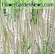 Veronicastrum Virginicum F. Roseum 'Pink Glow', Culver's Root 'Pink Glow', Veronicastrum Virginicum 'Pink Glow', Veronica Virginica 'Pink Glow', Pink Flowers