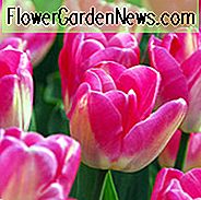 Tulipa 'Dreamland', Single Late Tulip 'Dreamland', Enkelt Sen Tulipaner, Forårsløg, Forårsblomster, Tulipe Dreamland, Pink Tulip, Single Late Tulip, Spring Bloom