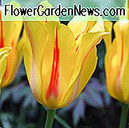 Tulipa 'Hocus Pocus', Tulip 'Hocus Pocus', Enkelt Sen Tulip 'Hocus Pocus', Enkelt Sen Tulipaner, Forårsløg, Forår Blomster, Tulipe Hocus Pocus, Gul Tulipaner, Pink Tulipaner, Tulipes Simples Tardives