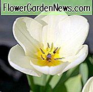 Tulipa 'Maureen', Tulip 'Maureen', Single Late Tulip 'Maureen', Enkelt Sen Tulipaner, Forårsløg, Forår Blomster, Hvide Tulipaner, Tulipes Simples Tardives