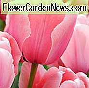 Tulipa Pink Diamond, Tulip 'Pink Diamond', Single Late Tulip 'Pink Diamond', Enkelt Sen Tulipaner, Forårsløg, Forår Blomster, Tulipe Pink Diamond, Pink Tulip, Single Late Tulip, Spring Bloom