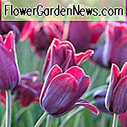 Tulipa Recreado, Tulip 'Recreado', Single Late Tulip 'Recreado', Enkelt Sen Tulipaner, Forårsløg, Forår Blomster, Tulipe Recreado, Lilla Tulpan, Enkelt Sen Tulip, Forår Bloom