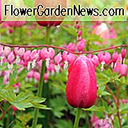 Tulip 'Renown', Single Late Tulip 'Renown', Enkelt Sen Tulipaner, Forårsløg, Forår Blomster, Pink Tulip