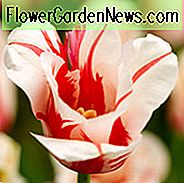 Tulipa 'Sorbet', Tulip 'Sorbet', Single Late Tulip 'Sorbet', Enkelt Sen Tulipaner, Forårsløg, Forår Blomster, Hvid Tulip, Bicolor Tulip, Single Late Tulip
