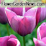 Tulipa 'Andre Rieu', Tulipa 'Andre Rieu', Tulip 'Andre Rieu', Enkelt Sen Tulip 'Andre Rieu', Tulip 'André Rieu', Enkelt Sen Tulip 'André Rieu' Enkelt Sen Tulipaner, Forårsløg, Forårsblomster, Tulipe André Rieu, Purple Tulip,