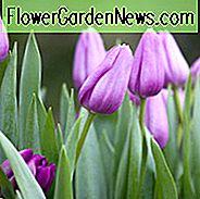 Tulipa 'Violet Skønhed', Tulip 'Violet Skønhed', Enkelt Sen Tulip 'Violet Skønhed', Enkelt Sen Tulipaner, Forårsløg, Forår Blomster, Tulipe Violet Skønhed, Lilla Tulpan, Enkelt Sen Tulip