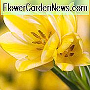 Tulipa Antoinette, Tulip 'Antoinette', Enkelt Sen Tulip 'Antoinette', Enkelt Sen Tulipaner, Forårsløg, Forår Blomster, Tulipe Antoinette, Gul Tulipaner, Tulipes Simples Tardives