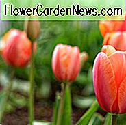 Tulipa Avignon, Tulip 'Avignon', Enkelt Sen Tulip 'Avignon', Enkelt Sen Tulipaner, Forårsløg, Forår Blomster, Tulipe Avignon, Orange Tulipaner, Tulipes Simples Tardives, Franske Tulipaner