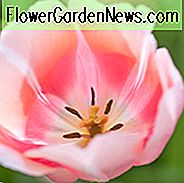 Tulipa 'Belle du Monde', Tulip 'Belle du Monde', Single Late Tulip 'Belle du Monde', Enkelt Sen Tulipaner, Forårsløg, Forår Blomster, Pink Tulip, Orange Tulip, Enkelt Sen Tulip, Fransk Tulip