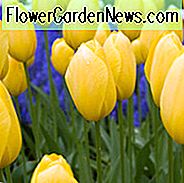 Tulipa 'Big Smile', Tulip '' Big Smile ', Single Late Tulip' Big Smile ', Enkelt Sen Tulipaner, Forårsløg, Forår Blomster, Gul Tulip, Single Late Tulip