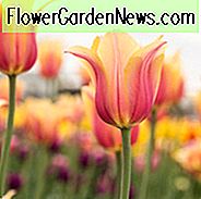 Tulipa Blushing Beauty, Tulip 'Blushing Beauty', Single Late Tulip 'Blushing Beauty', Enkelt Sen Tulipaner, Forårsløg, Forår Blomster, Tulipe Blushing Beauty, Gul Tulipaner, Pink Tulipaner, Tulipes Simples Tardives