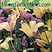 Tulipa 'Blushing Lady', Tulip 'Blushing Lady', Single Late Tulip 'Blushing Lady', Enkelt Sen Tulipaner, Forårsløg, Forår Blomster, Cream Tulip, Bicolor Tulip, Single Late Tulip