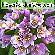 Allium, Zierzwiebel, Allium, lila Blume, Frühlingszwiebeln, Frühlingsblumen, Alliums für Steingärten,