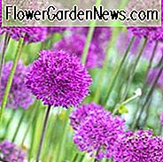 Allium, Zierzwiebel, Allium, Purple Flower, Frühlingszwiebeln, Frühlingsblumen, Tall Alliums, kurze Alliums