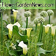Allium-Kombinationen, Allium-Begleiter, Allium-Pflanzen Companions, Pflanzen-Allium mit Allium-Pflanzen Kombinationen