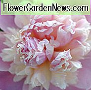 Paeonia Lactiflora
