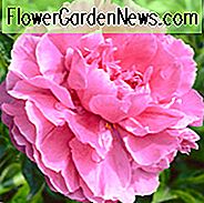 Paeonia Lactiflora dr. Aleksandras Flemingas, Peonija dr. Aleksandras Flemingas, Dr. Aleksandras Flemingas Peonija, rožinės gėlės, rausvos peonijos, aromatinės peonijos