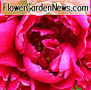 Paeonia Lactiflora