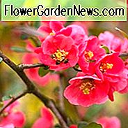 Wintergarten, Vorfrühling Garten, Winterblumen, Nieswurz, Weihnachtsrose, Fastenzeit Rose, blühende Quince, Kornelkirsche, Hamamelis, Hamamelis, Heide, Erica, Cornus Mas